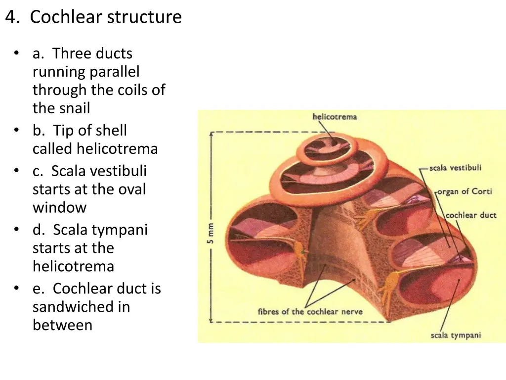 4 cochlear structure