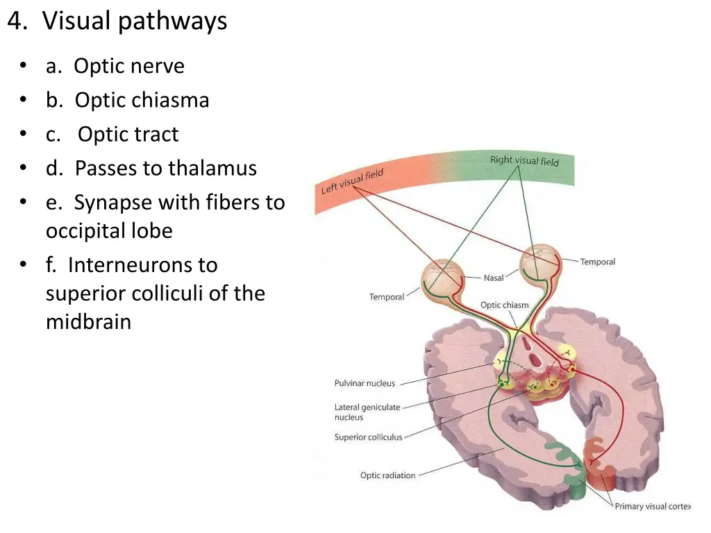 4 visual pathways