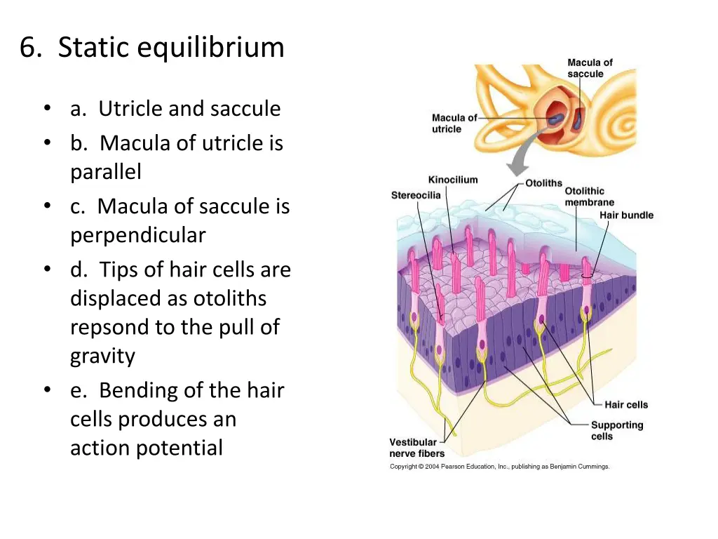 6 static equilibrium