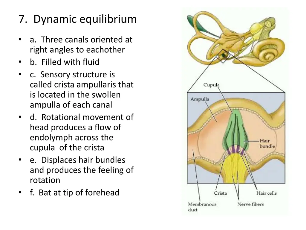 7 dynamic equilibrium