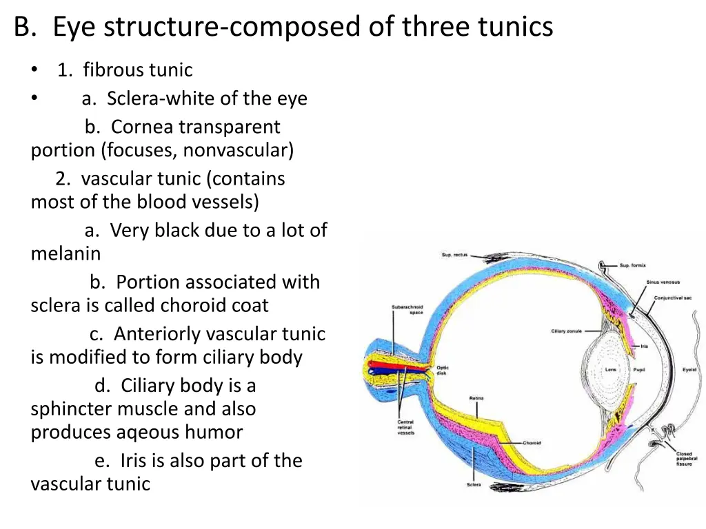 b eye structure composed of three tunics
