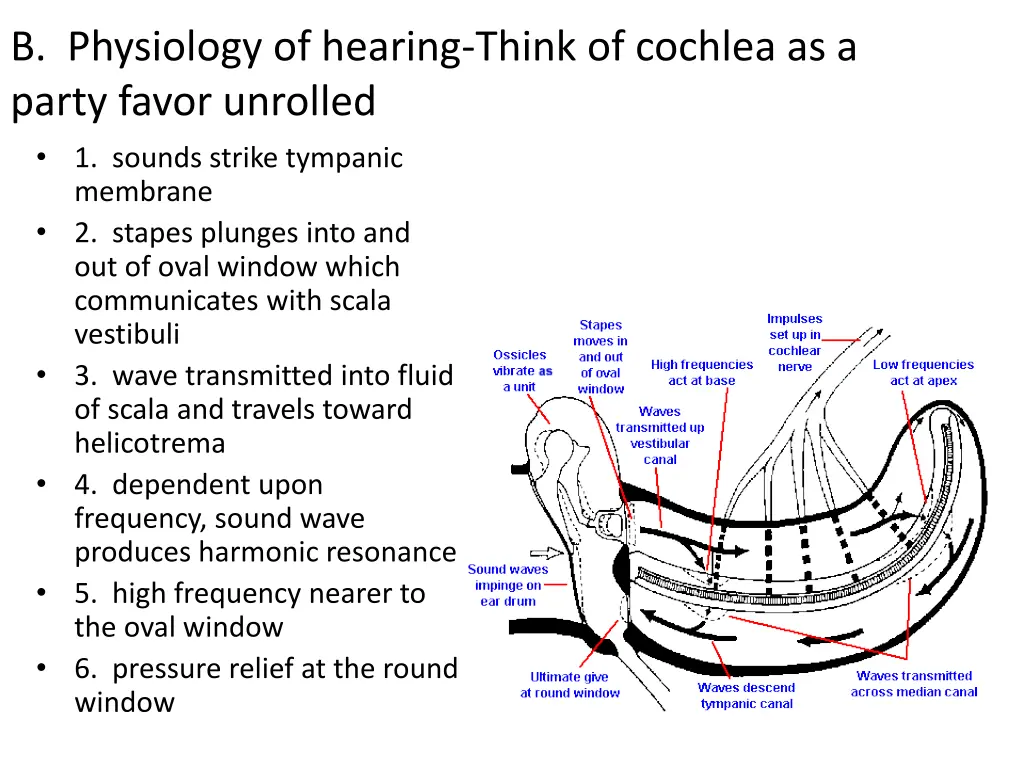 b physiology of hearing think of cochlea