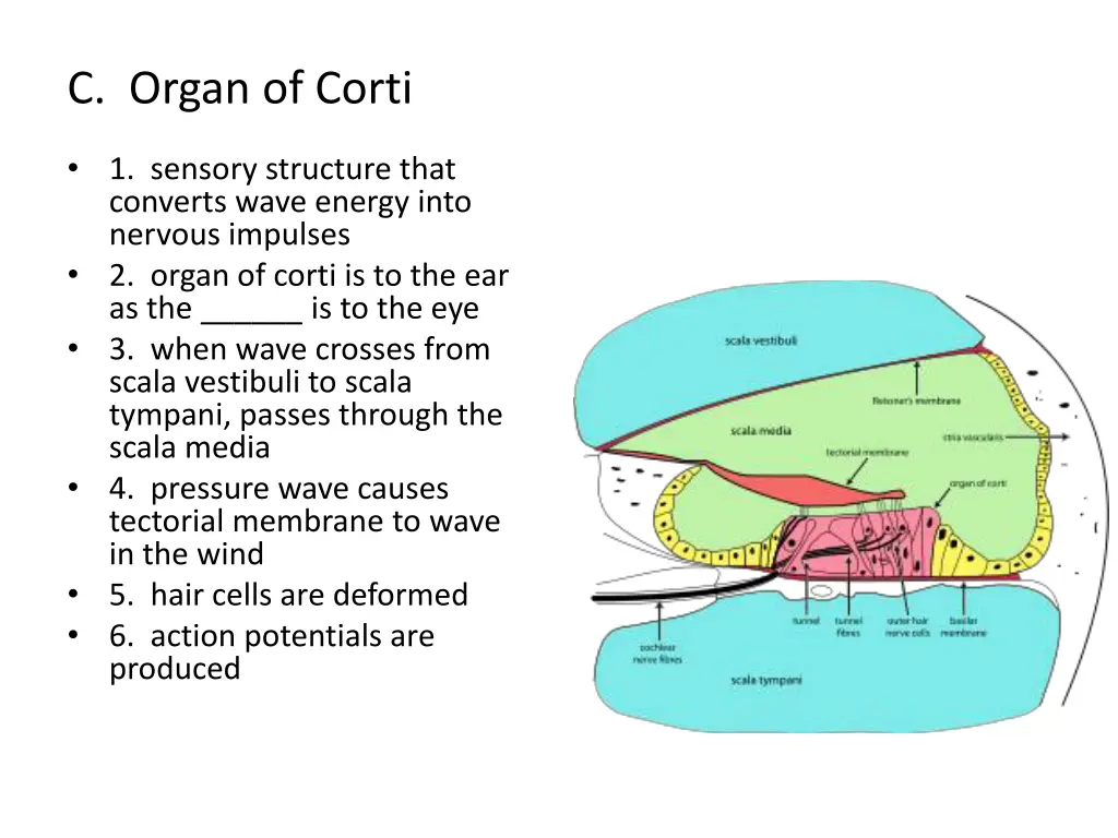 c organ of corti