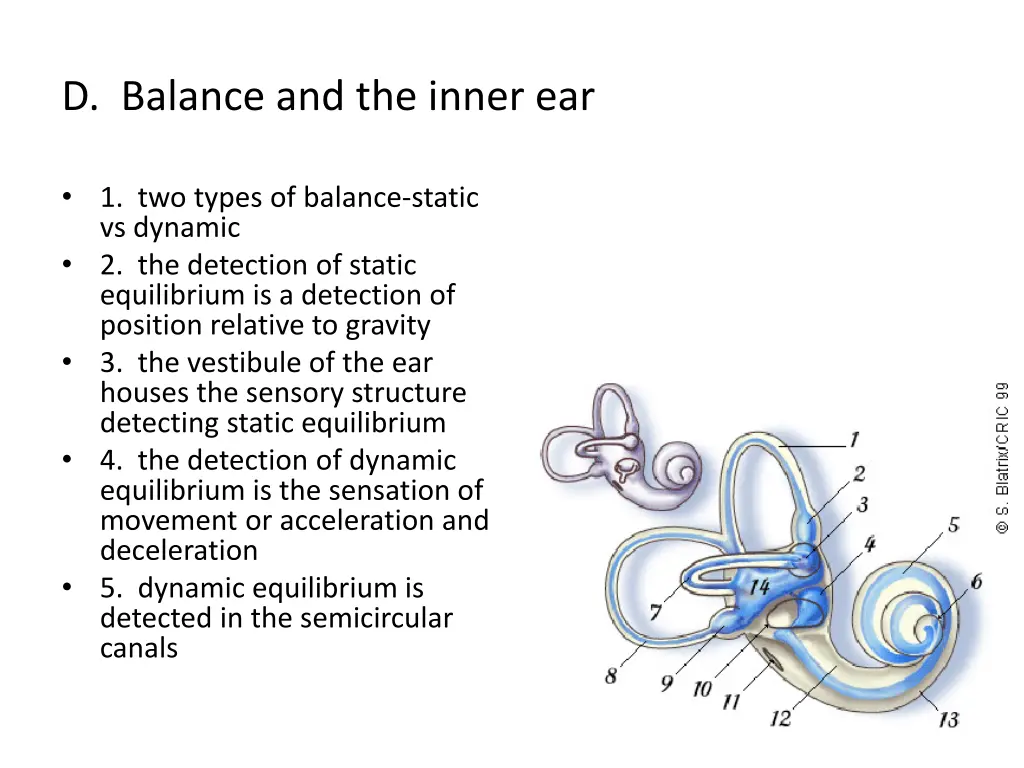 d balance and the inner ear