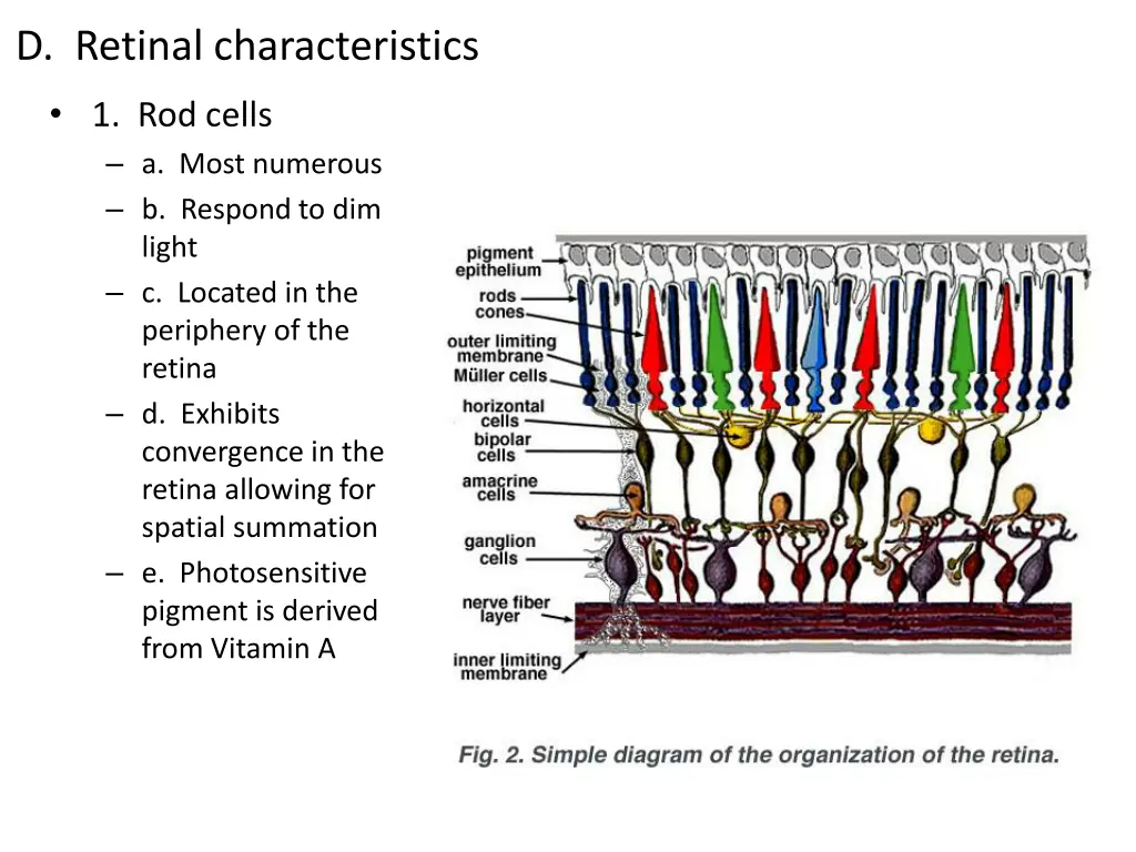 d retinal characteristics
