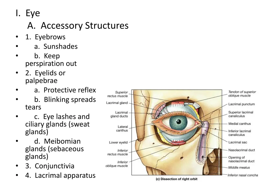 i eye a accessory structures 1 eyebrows