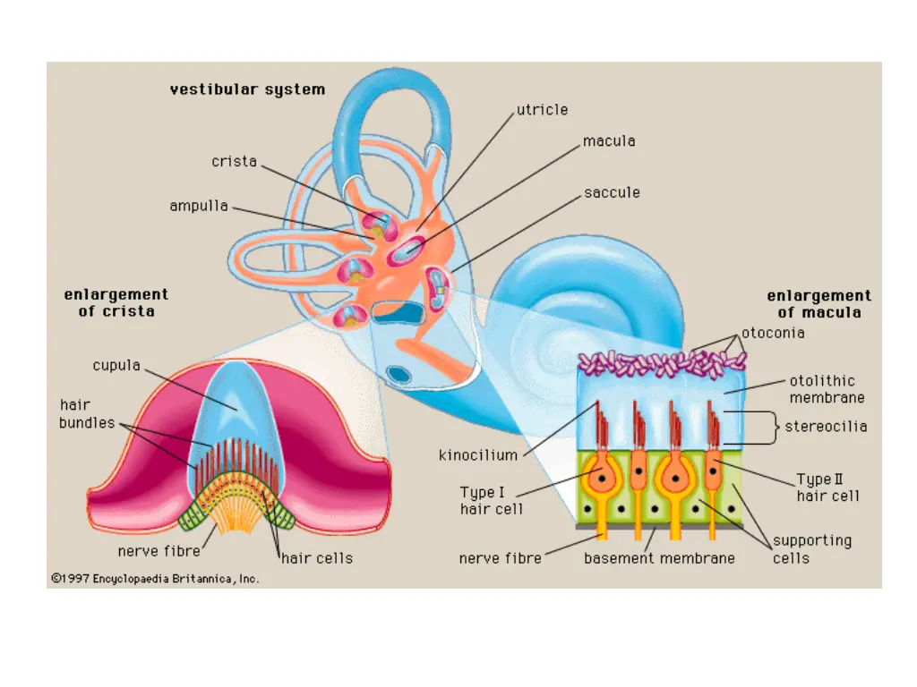 slide30