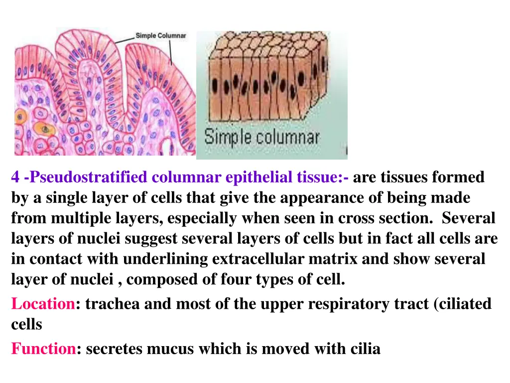 4 pseudostratified columnar epithelial tissue