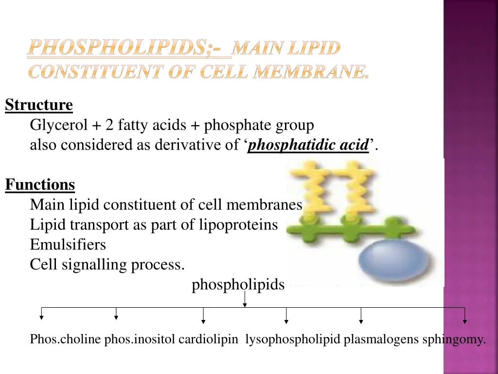 phospholipids main lipid constituent of cell