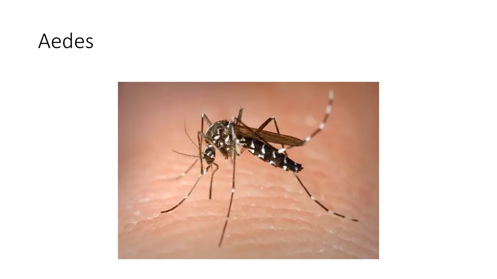 aedes