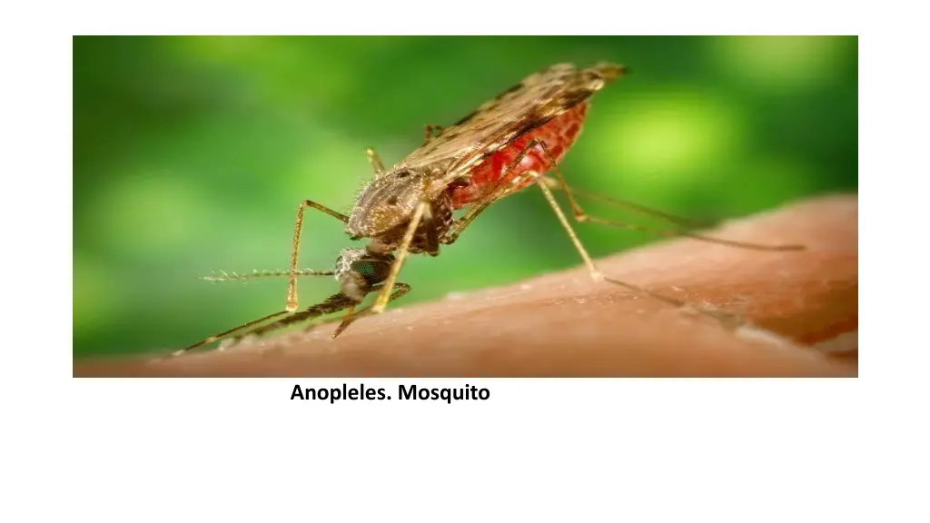anopleles mosquito