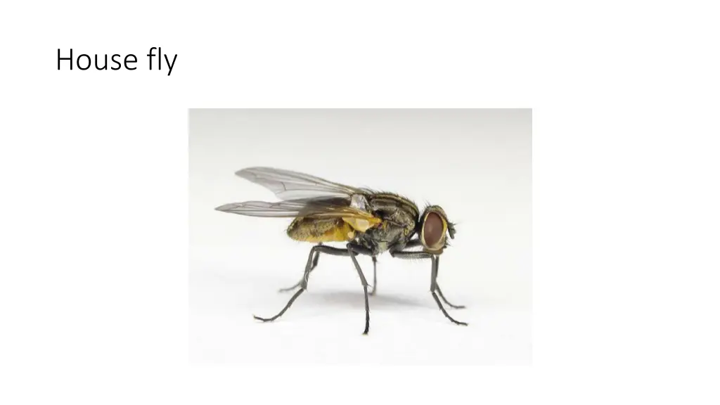 house fly