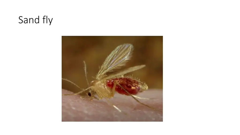 sand fly