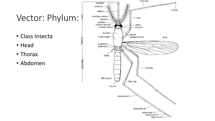 vector phylum arthropoda