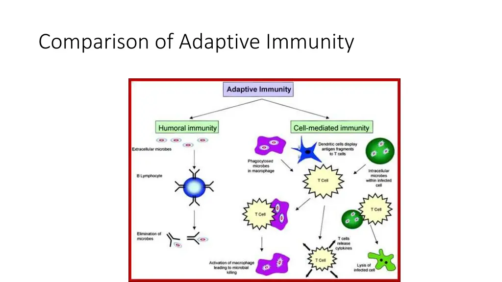 comparison of adaptive immunity