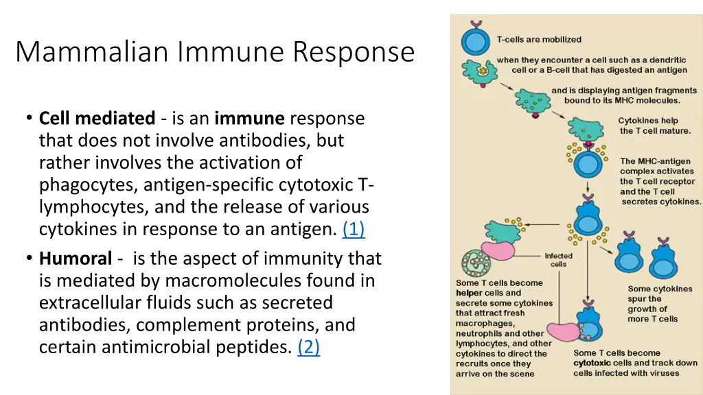 mammalian immune response