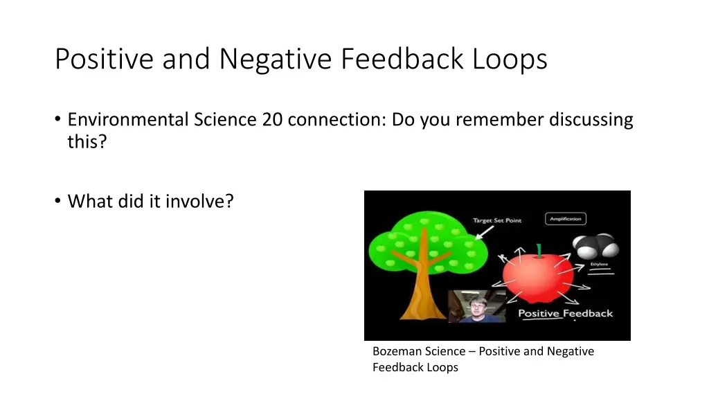 positive and negative feedback loops