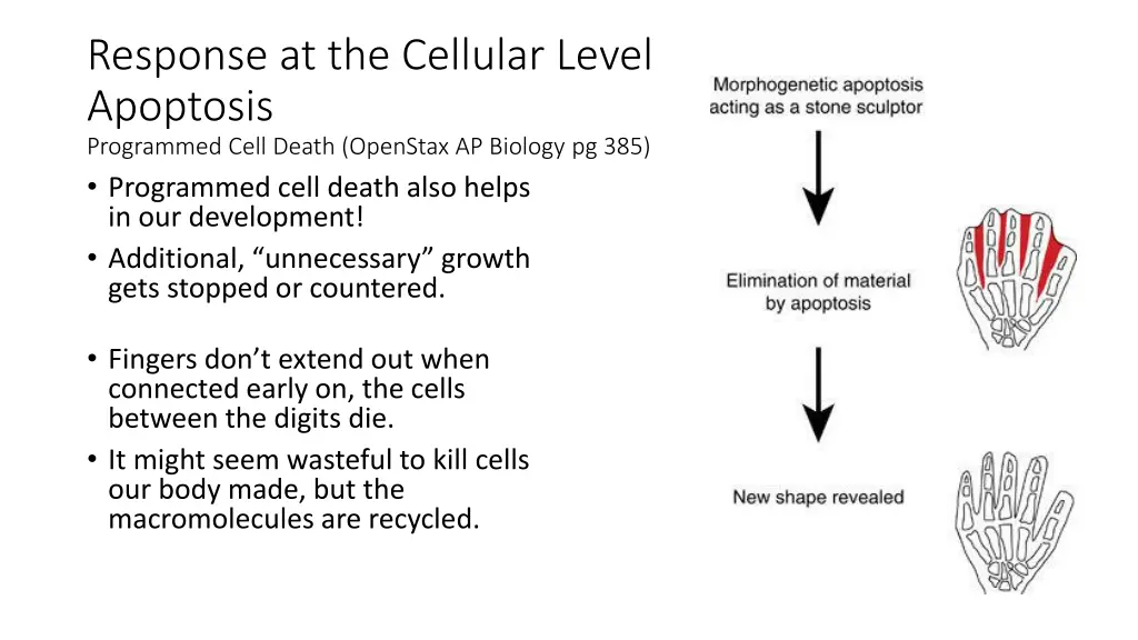 response at the cellular level apoptosis