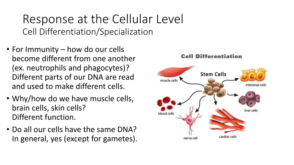 response at the cellular level cell 1