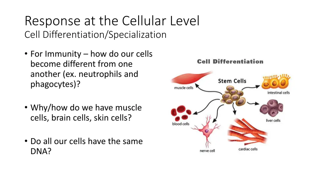 response at the cellular level cell