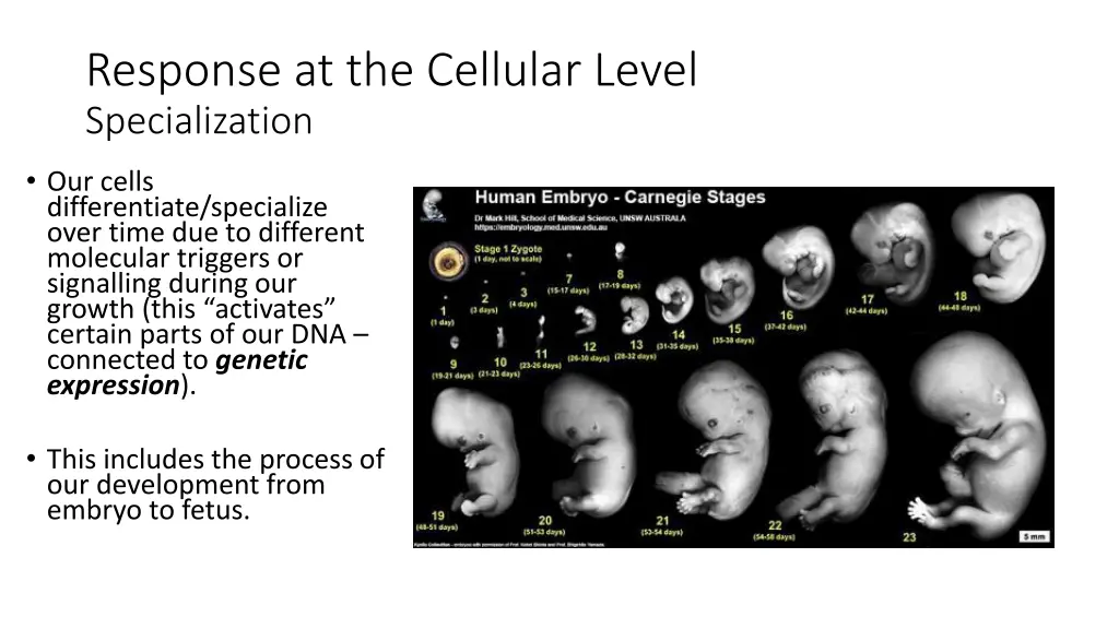 response at the cellular level specialization