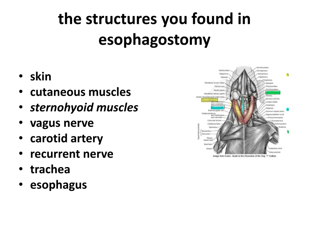 the structures you found in esophagostomy