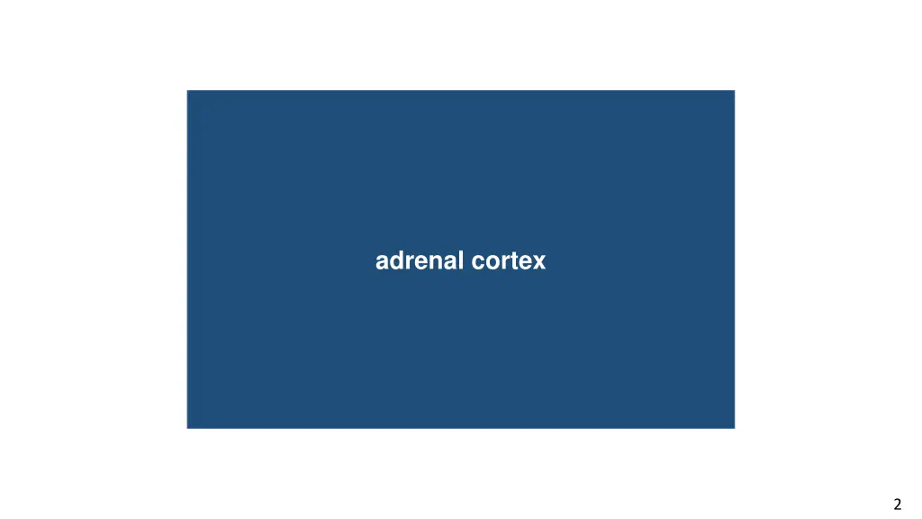 adrenal cortex