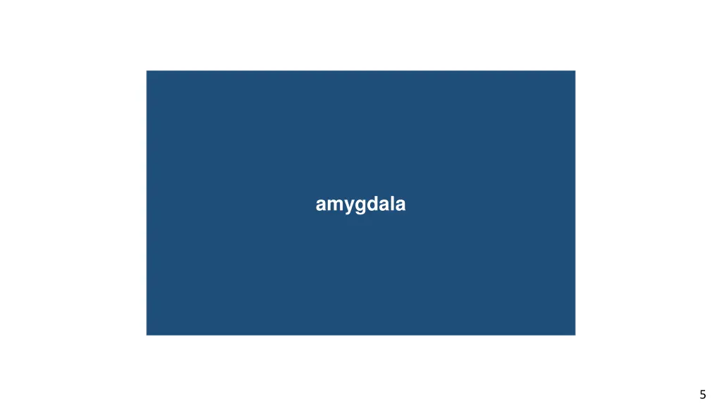 auditory cortex amygdala