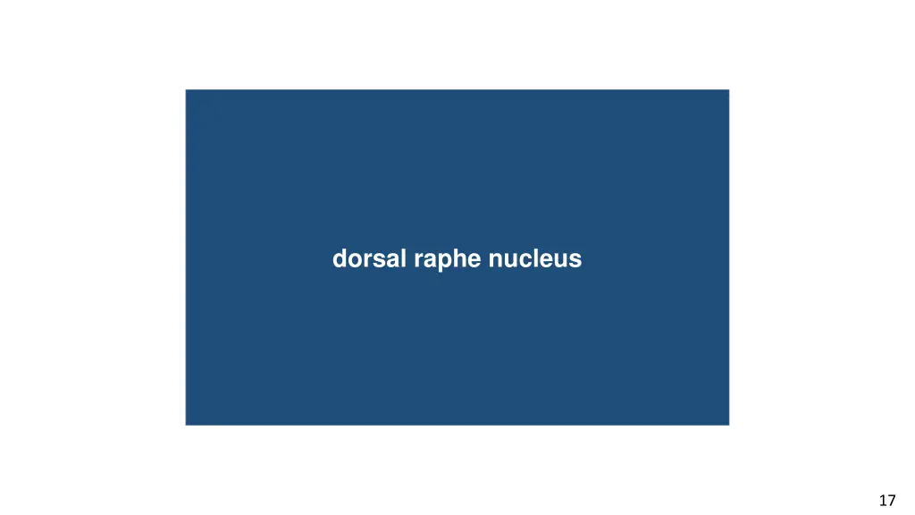 conductive hearing loss dorsal raphe nucleus