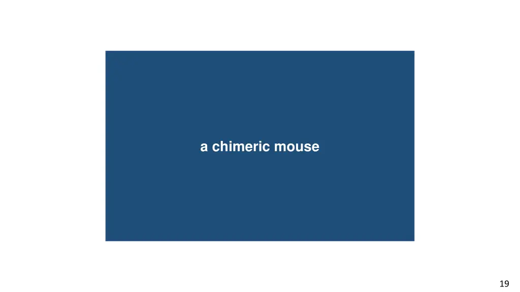 a chimeric mouse