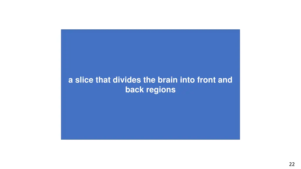 a slice that divides the brain into front