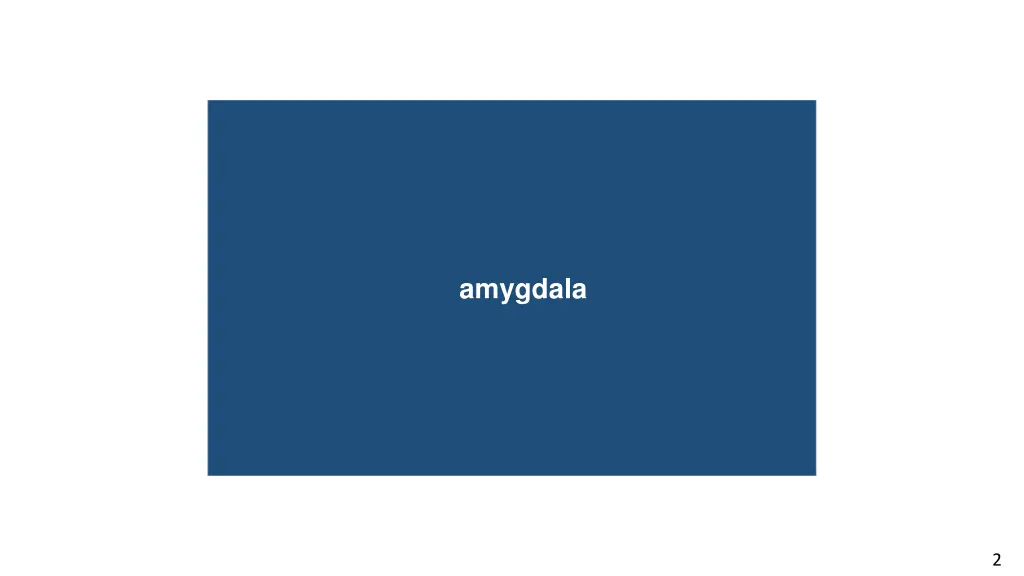 amygdala