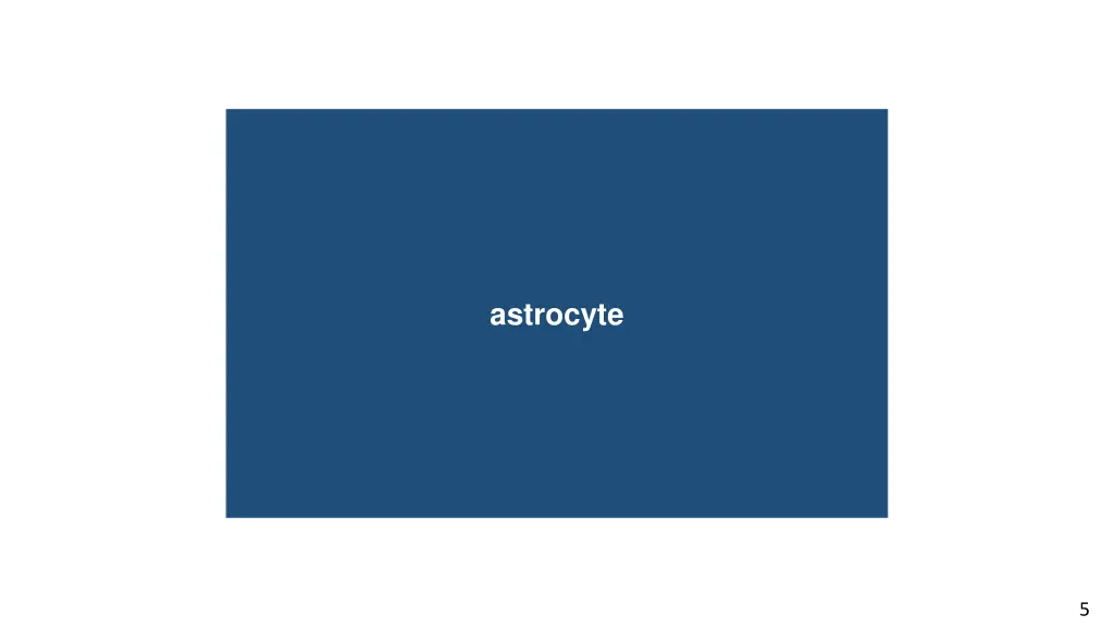 astrocyte