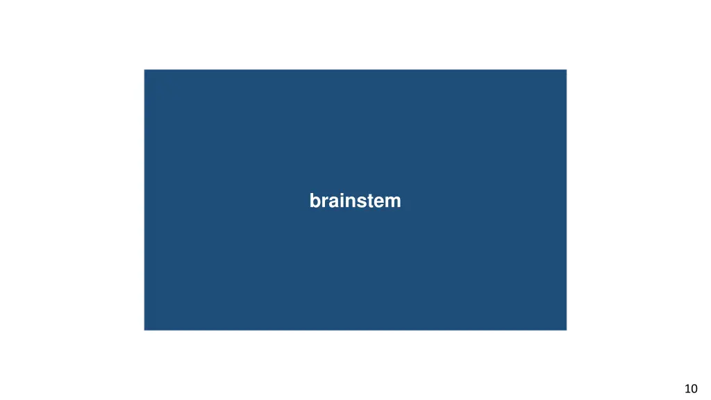 brainstem