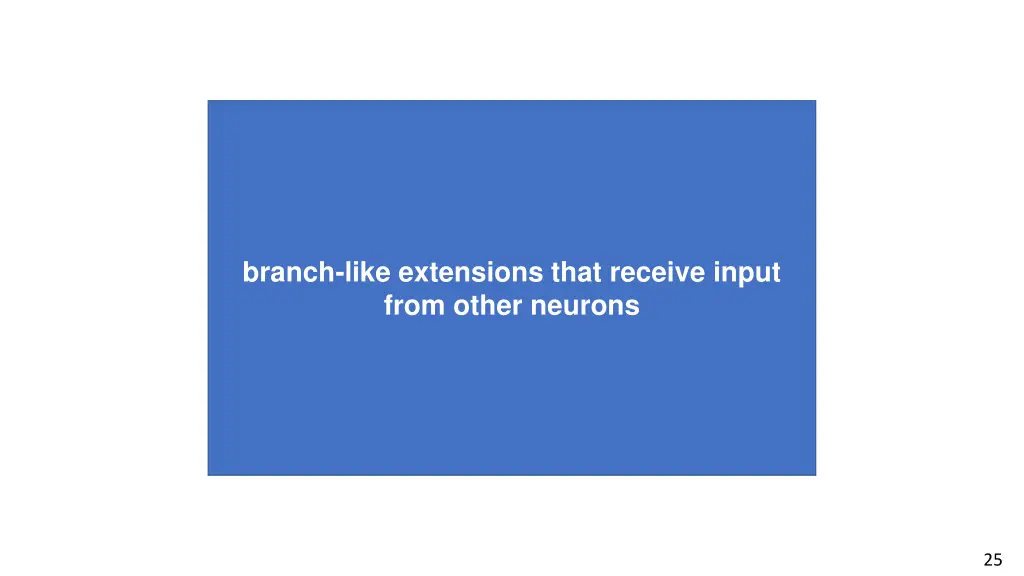 branch like extensions that receive input from