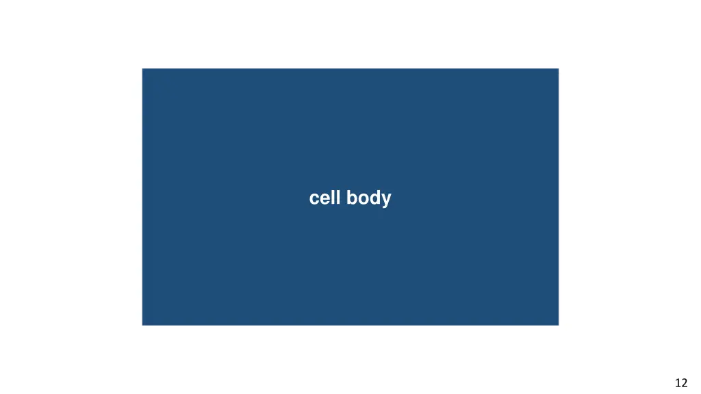 cell body