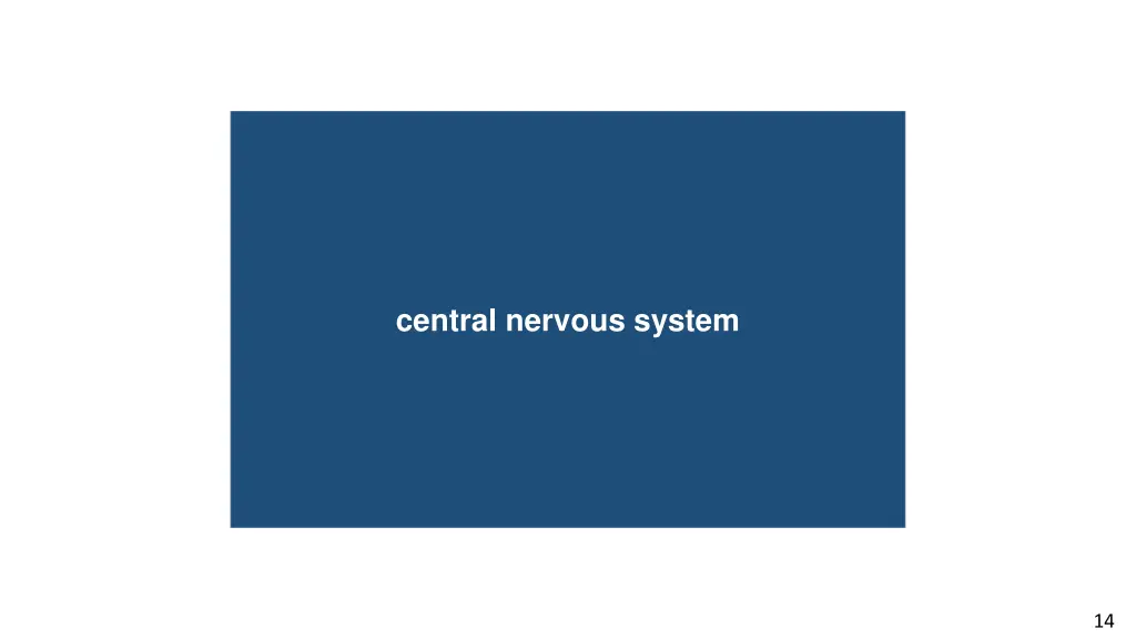 central nervous system