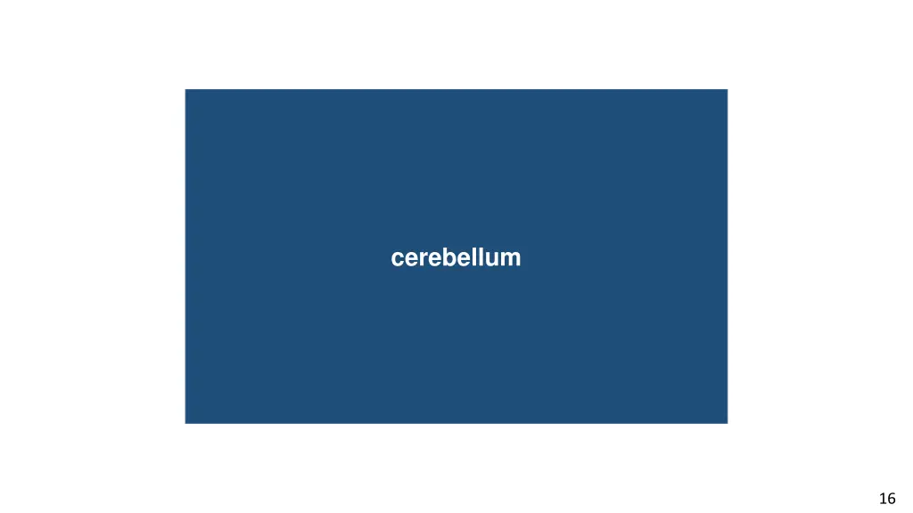 cerebellum