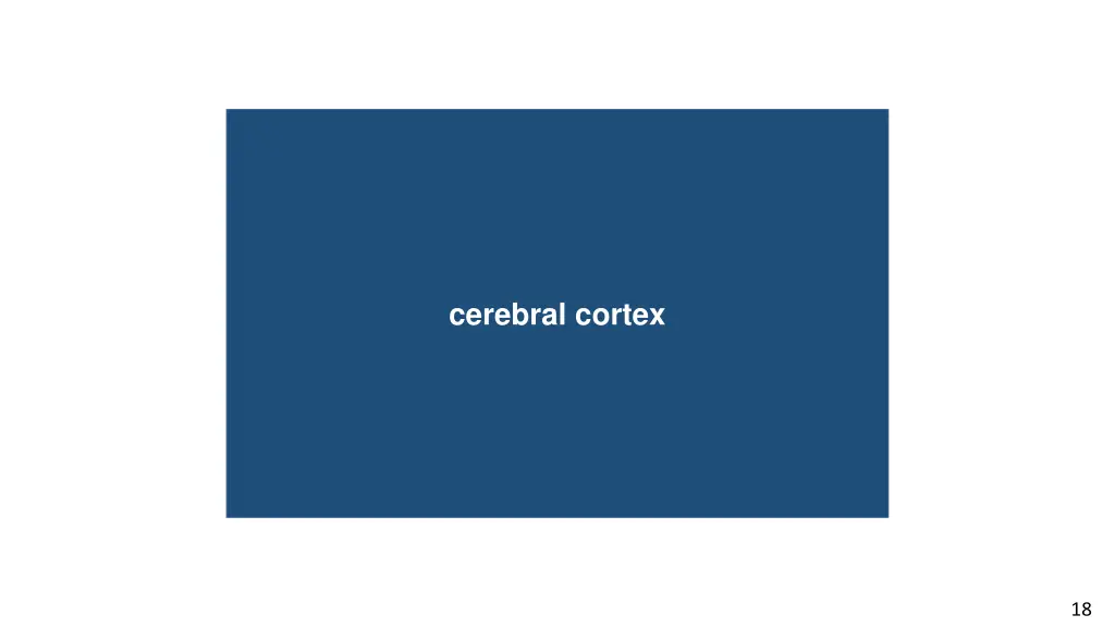 cerebral cortex