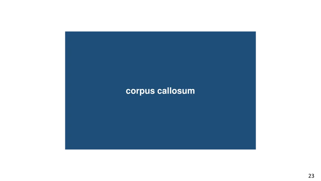 corpus callosum