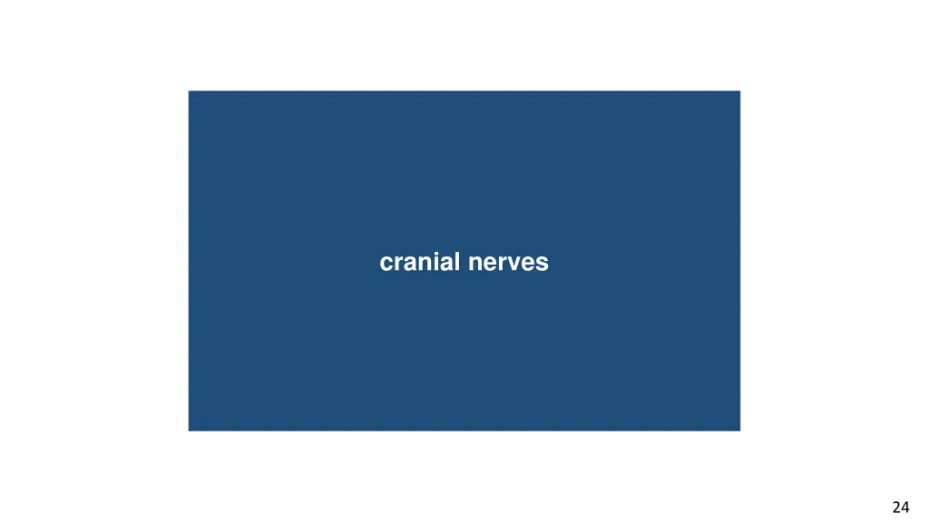 cranial nerves