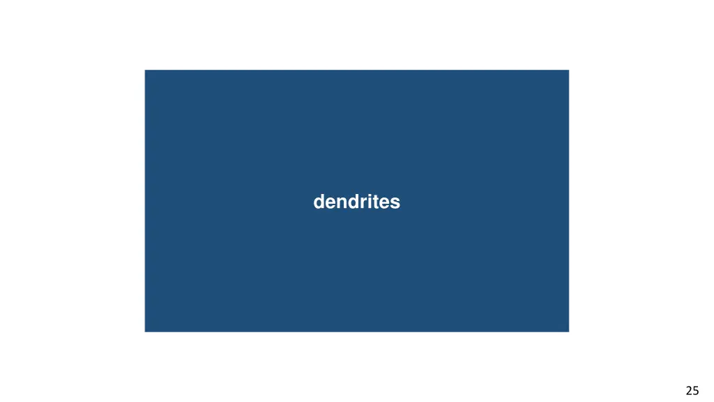 dendrites