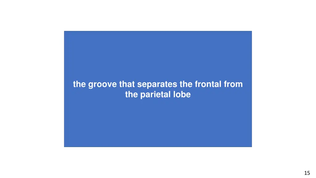 the groove that separates the frontal from