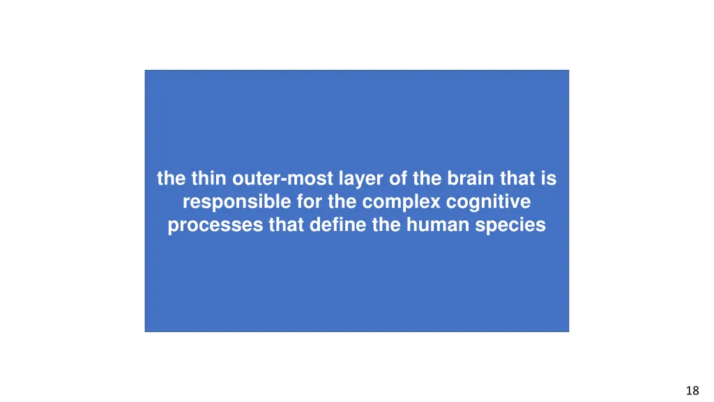 the thin outer most layer of the brain that