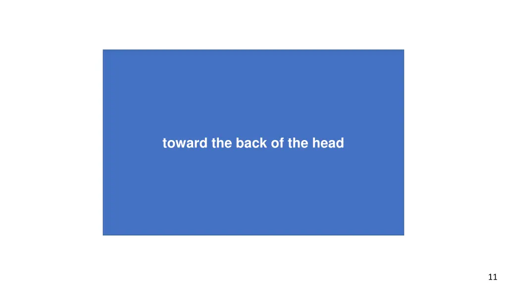toward the back of the head