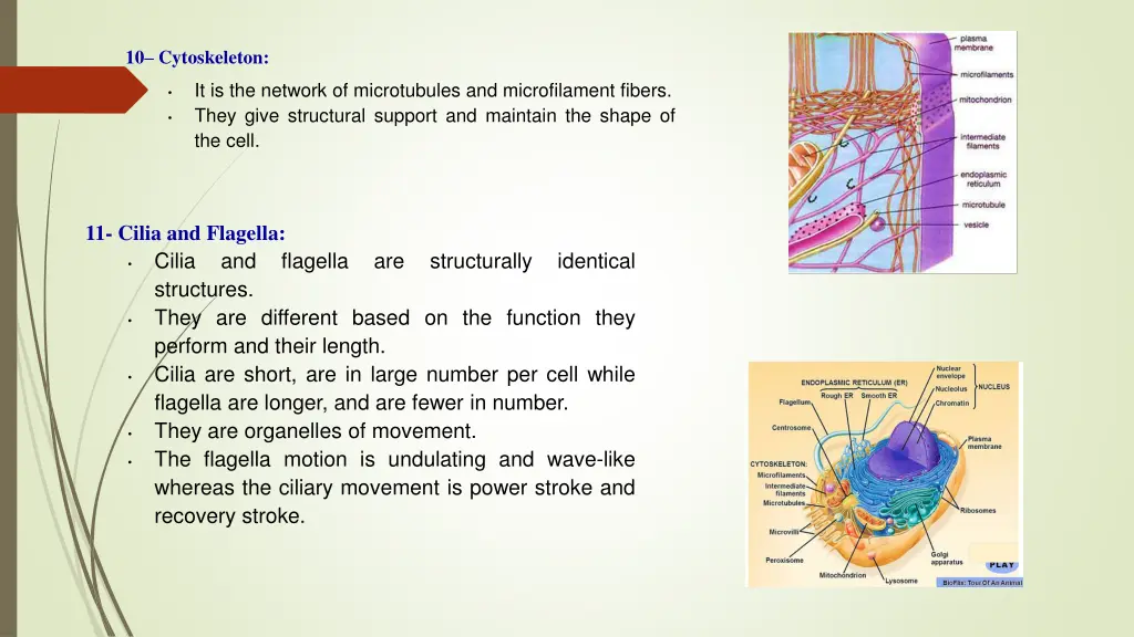 10 cytoskeleton