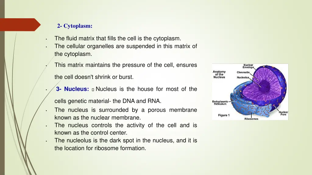 2 cytoplasm