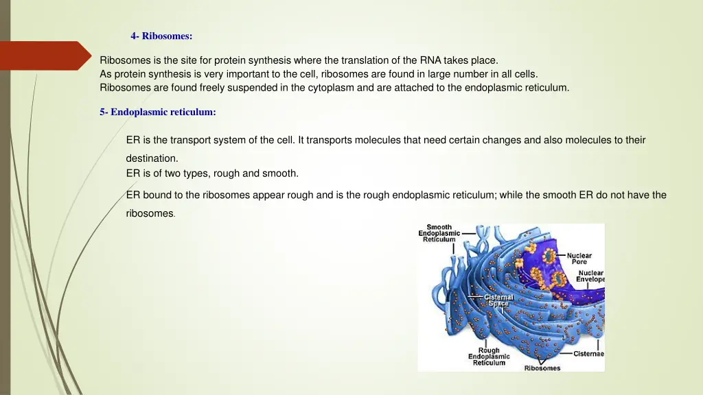 4 ribosomes