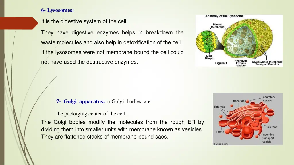 6 lysosomes