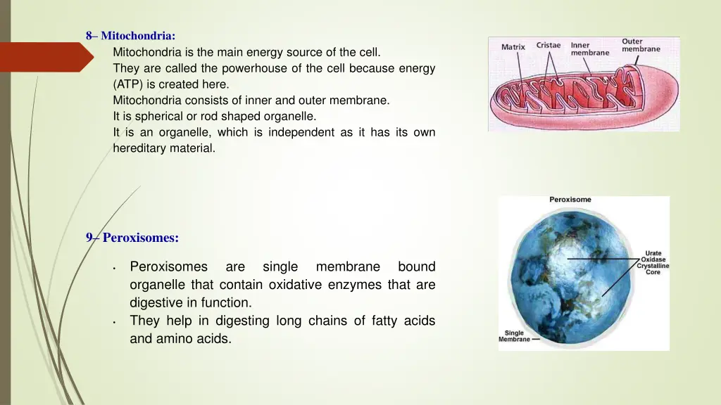 8 mitochondria mitochondria is the main energy